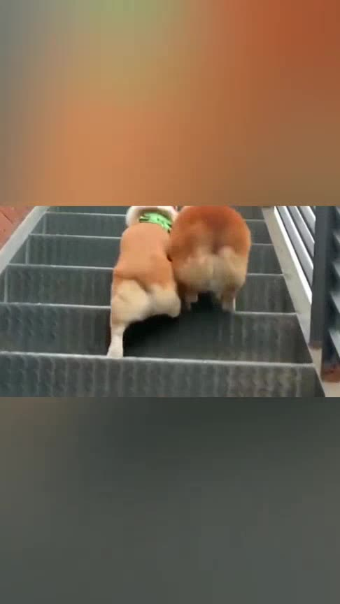 萌宠:两只柯基爬楼梯,一个二驱一个四驱