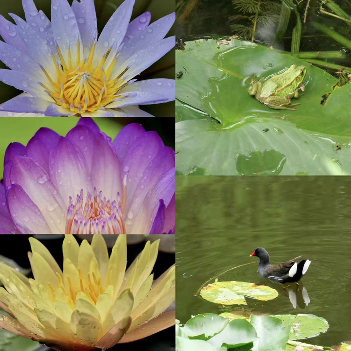 好运莲莲·睡莲绽放的夏天(武汉植物园)