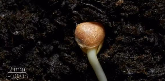 3分钟看完种子生根发芽全过程，植物背地性向地性向光性一目了然