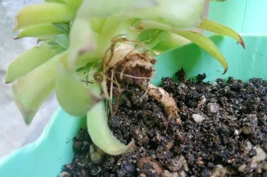 3招轻松判断多肉烂根,早1天发现,多一线生机!