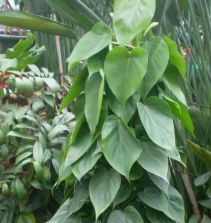 这个植物一听名字就像是蔓藤一样啊,它的生活环境和绿萝的环境也是