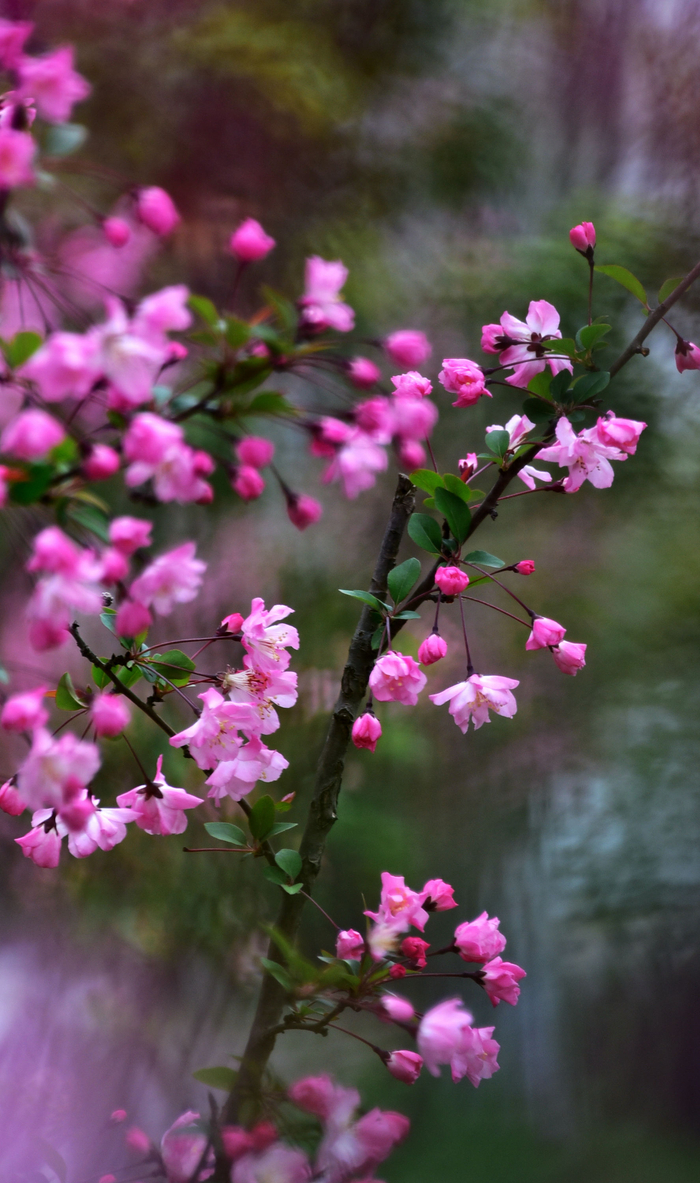海棠依旧相约翠柳叙说春天大地锦绣江苏无锡锡山区锡北镇