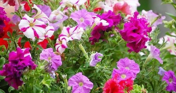 矮牵牛花怎样养护和浇水