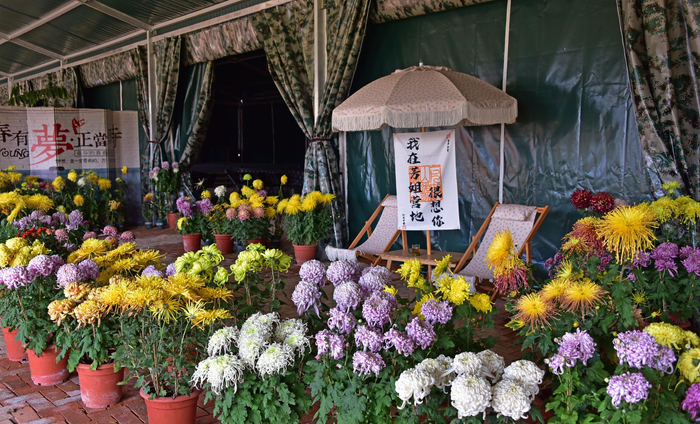 沐浴深秋的暖阳江阴红豆村的菊花还是那样多姿多彩婉约迷人