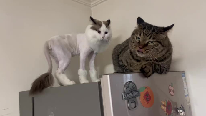 剃毛后的布偶猫