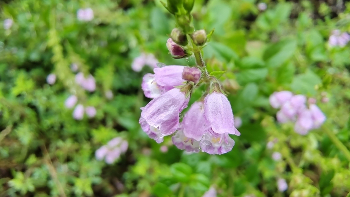 吉安随拍花花草草之石荠苎
