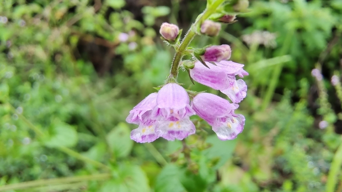 吉安随拍花花草草之石荠苎