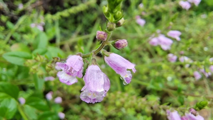 吉安随拍花花草草之石荠苎