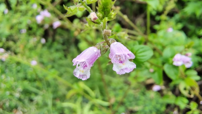 吉安随拍花花草草之石荠苎