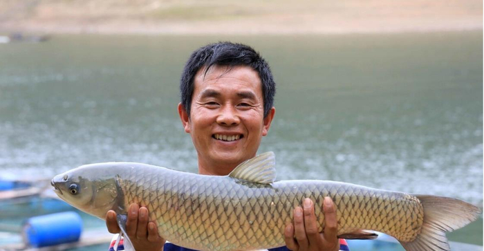 常见的四大家鱼之中,哪种鱼生长最快?看完明白了_新浪新闻