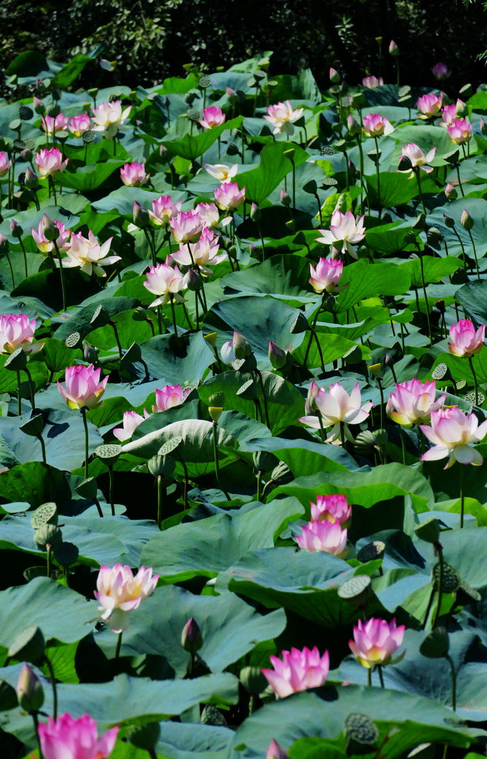 盛夏高温酷暑日,满塘荷花争芳时.江苏无锡锡山区锡北镇浦家荷塘