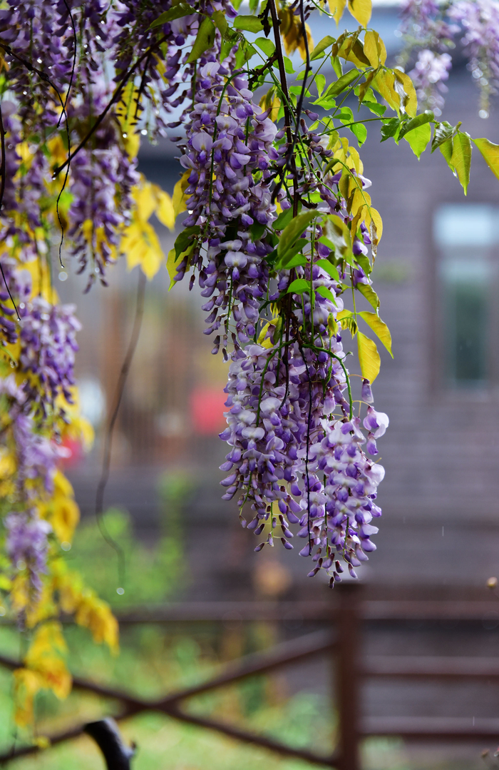 四月的一抹紫色浪漫斗山脚下蓝颐山庄的紫藤花无锡锡山锡北镇