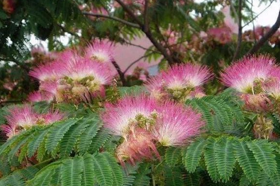 如何让合欢盆景花繁叶茂?|合欢树|土壤|花蕾|合欢花|养护_新浪新闻