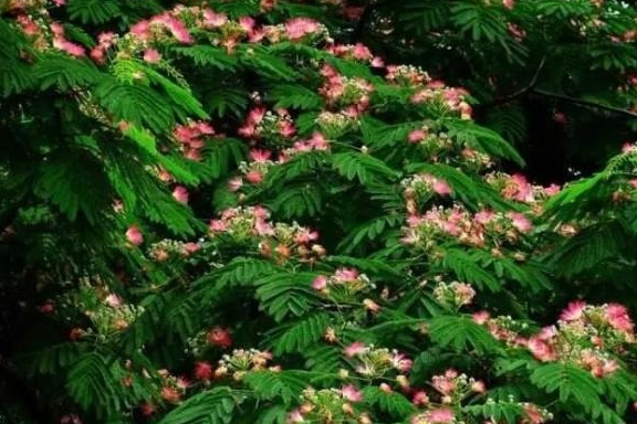 如何让合欢盆景花繁叶茂?|合欢树|土壤|花蕾|合欢花|养护_新浪新闻