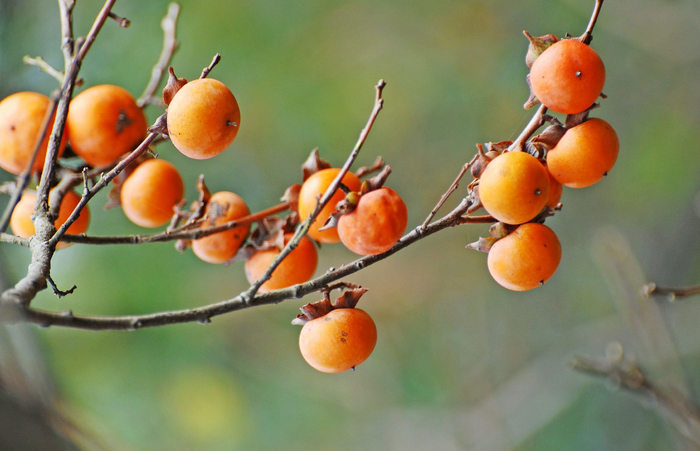 事事如意柿柿红,十二年前拍的一组斗山山里的野柿子.