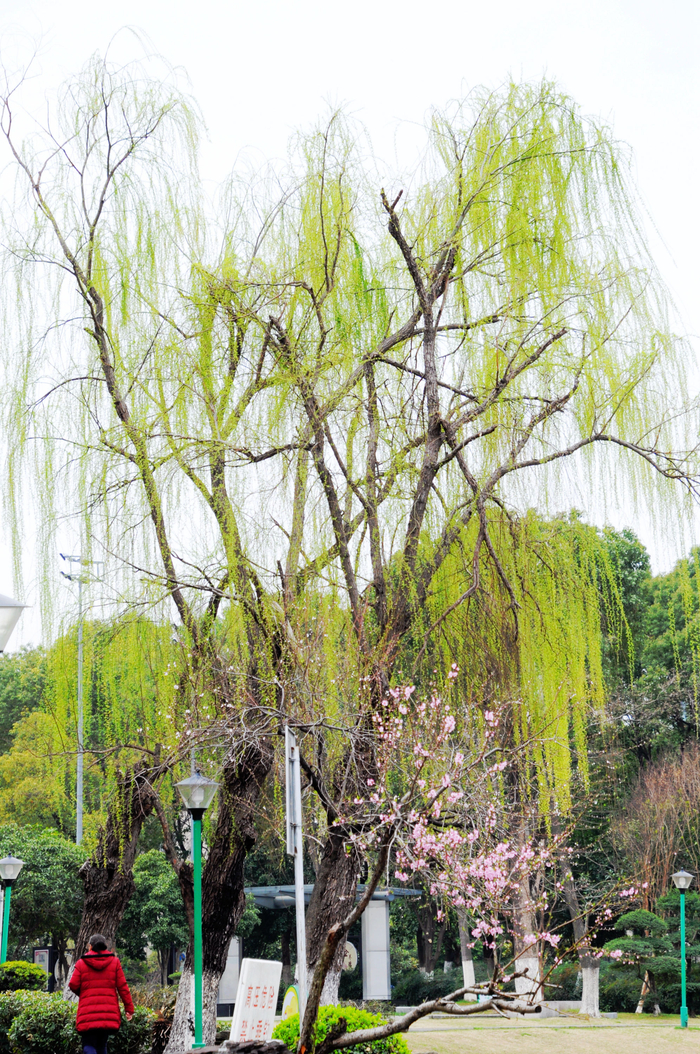 轻轻杨柳风,悠悠桃花水.江苏无锡锡山区锡北镇,泉山公园随拍