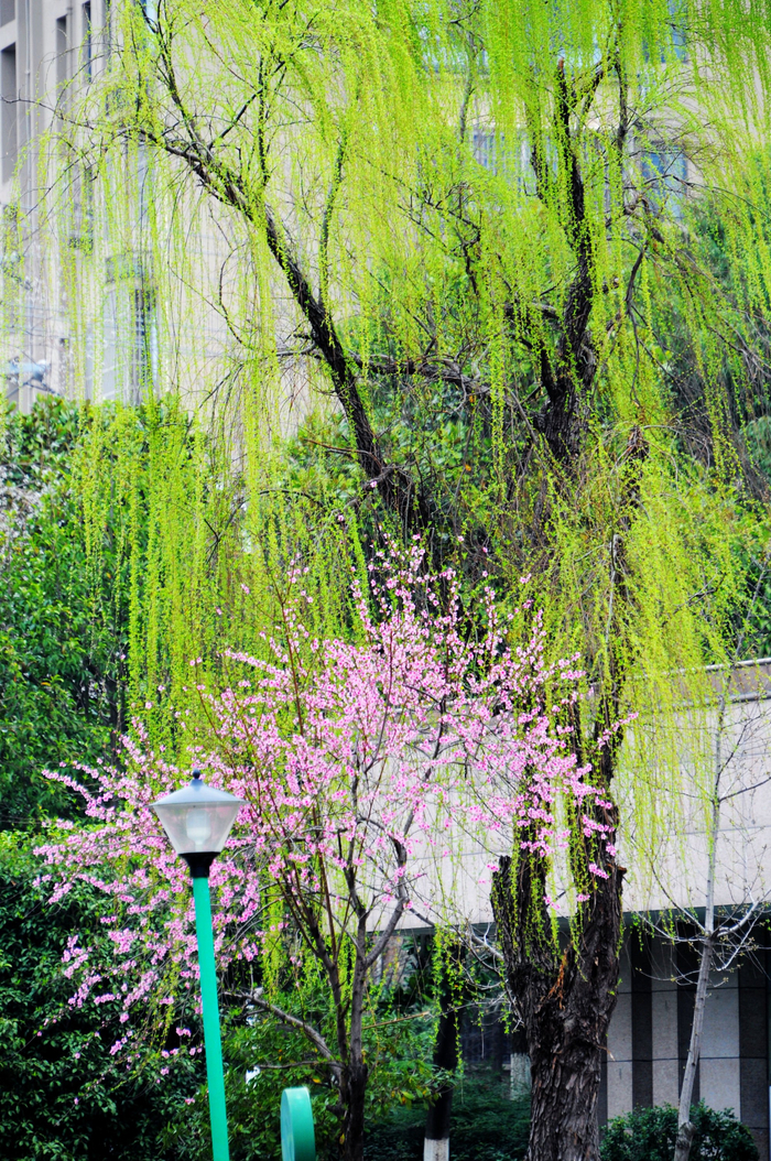 轻轻杨柳风,悠悠桃花水.江苏无锡锡山区锡北镇,泉山公园随拍