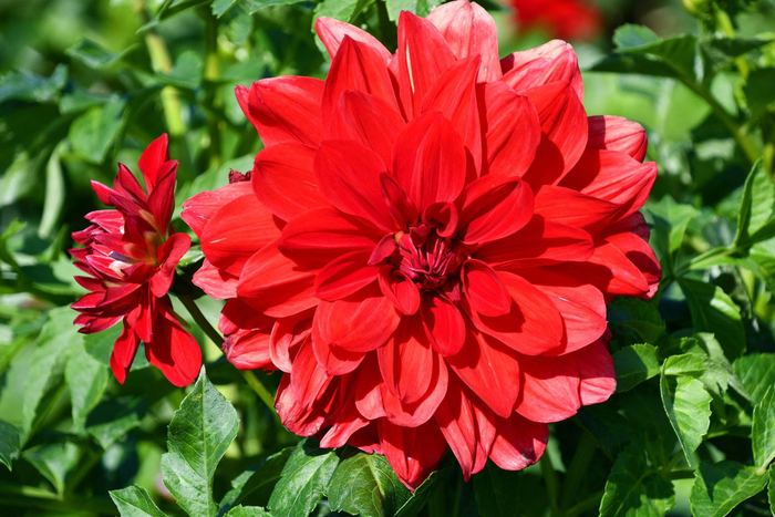 红色大丽花也叫西番莲,原创拍摄