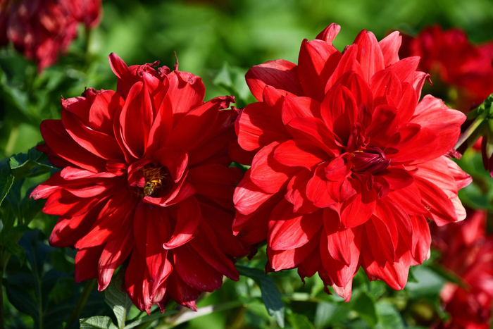 红色大丽花也叫西番莲,原创拍摄