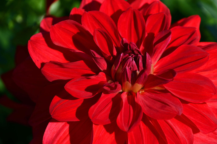 红色大丽花也叫西番莲,原创拍摄