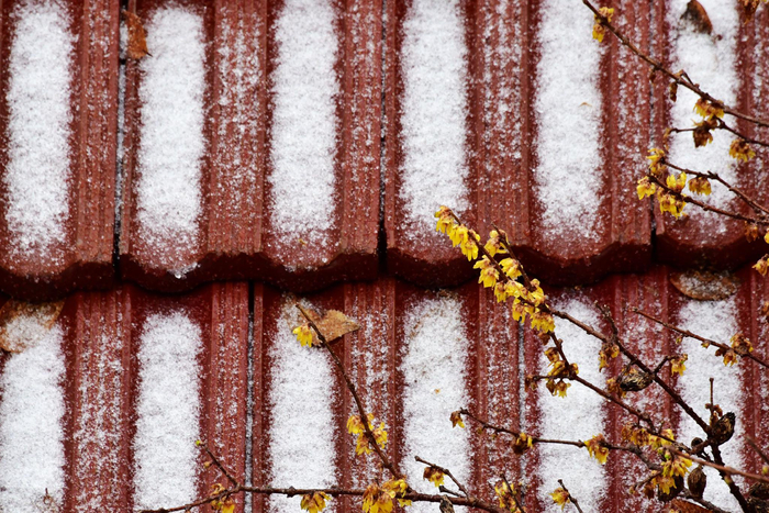 无锡下了雪珠,气象学名叫霰,2024年02月22日,锡