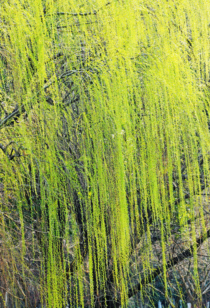 杨柳青青菜花黄,正是乡间好春光.江苏无锡锡山区锡北镇