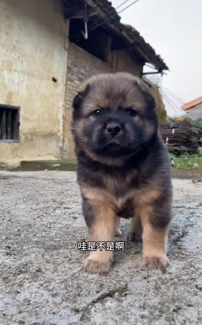 可爱的小中华田园犬