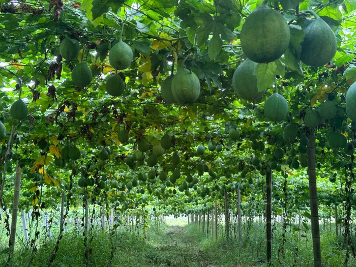 种植基地,走进基地放眼望去,一排排整齐的棚架上,瓜蒌藤蔓相互缠绕,一