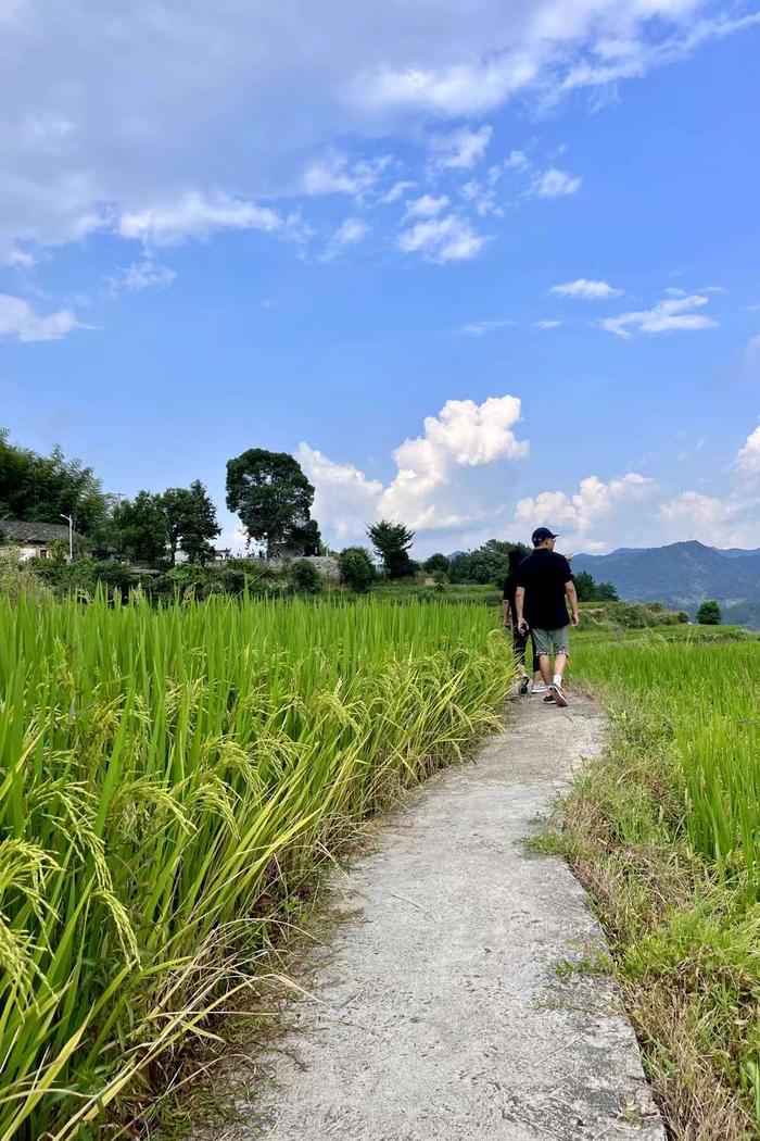 蕲春雾云梯田景点电话图片