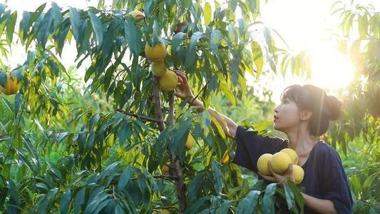 “复制粘贴”李子柒，连奶奶都“山寨”了一个