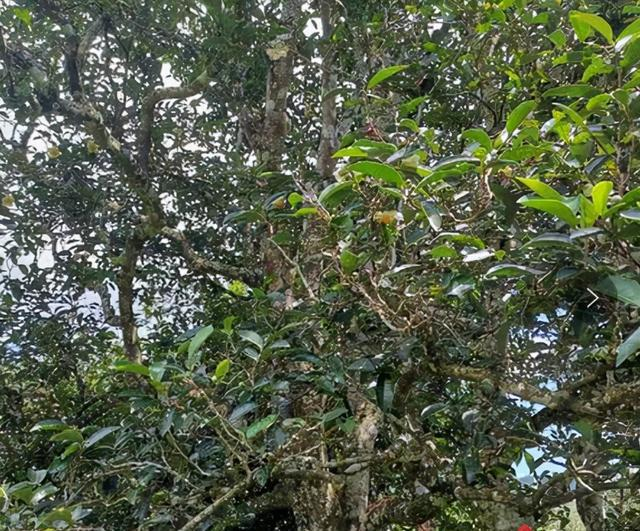 云南困鹿山古树茶之恋