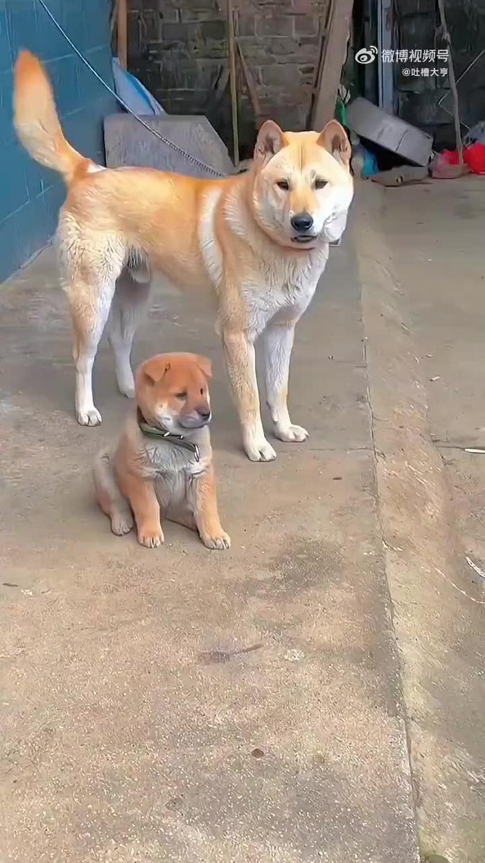 江浙田园犬图片