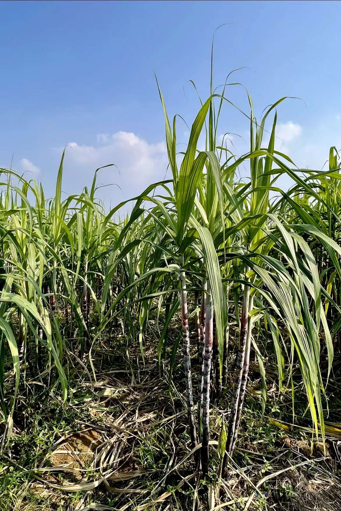 秋高气爽甘蔗田武汉花博会甘蔗园