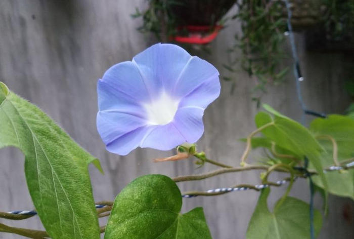 光照对植物开花的影响,哪些花是长日照,哪些是短日照呢?