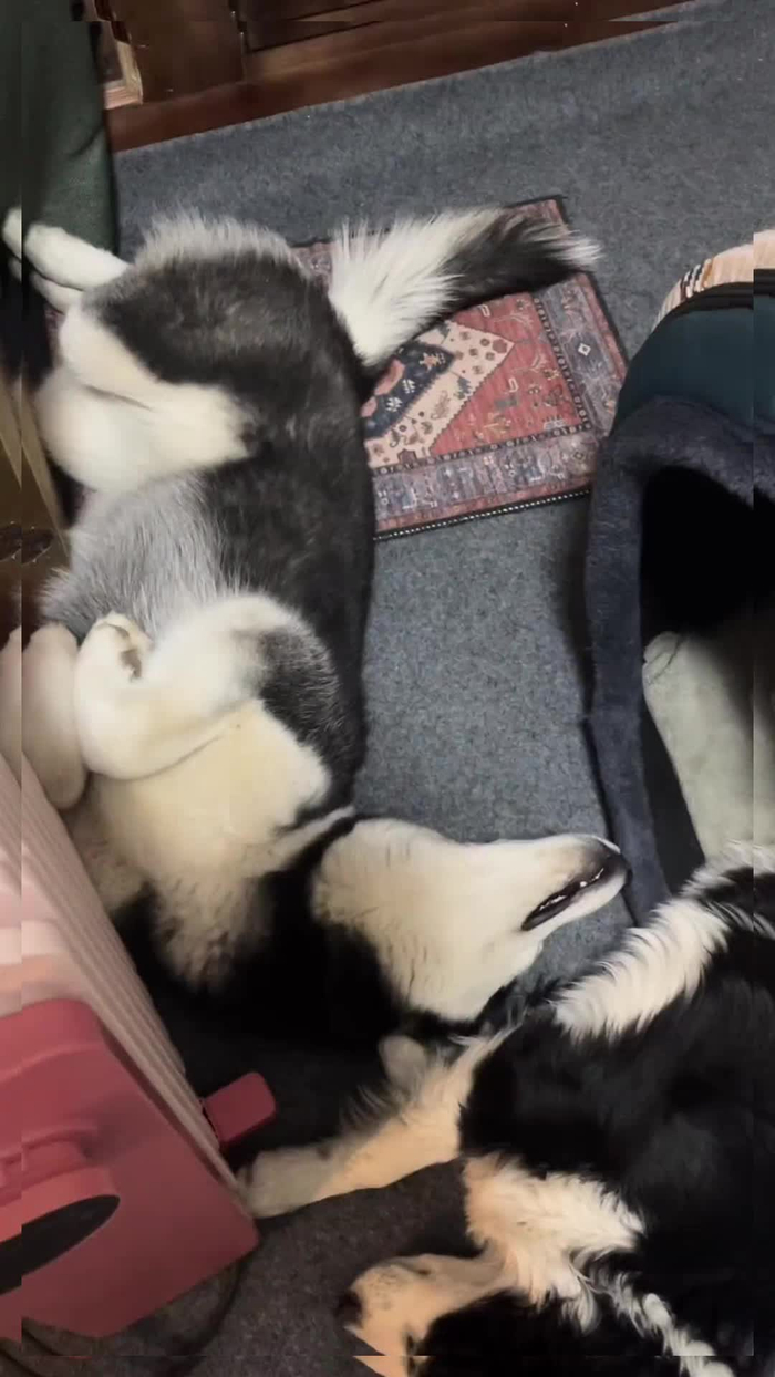 睡觉的哈士奇