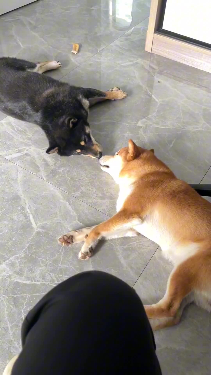 两只柴犬的日常
