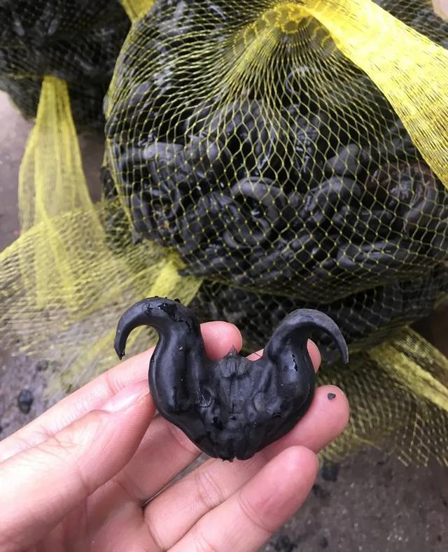 东北人记忆中的“河鲜”，靠水的人“常吃”，城里卖的“挺贵”！|好吃|农村|蝲蛄|河鱼|菱角_新浪新闻