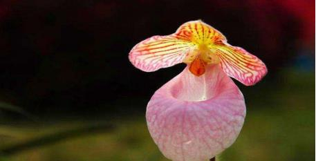 兜兰:植物界的熊猫、花界的奇珍