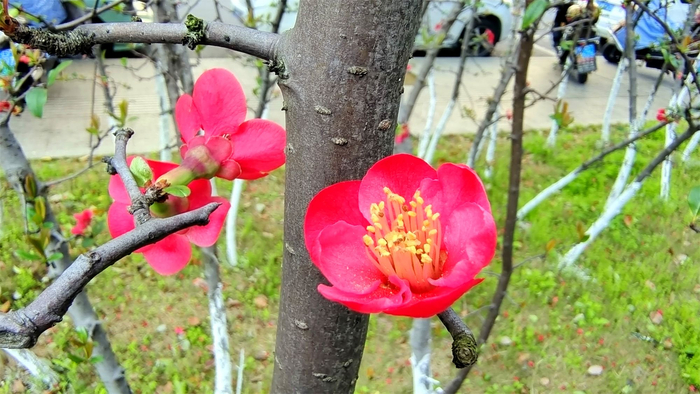 春满庐陵:贴梗海棠花娇艳绽放