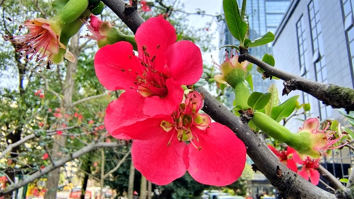 春满庐陵:贴梗海棠花娇艳绽放