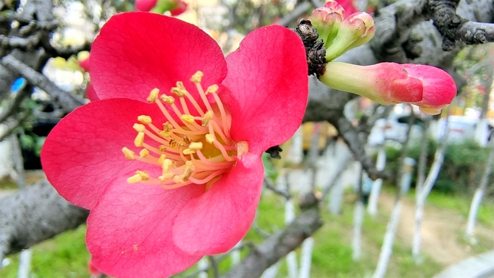 春满庐陵:贴梗海棠花娇艳绽放