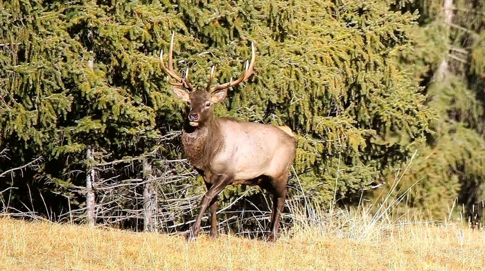 深山遇一鹿瞬间看姿态蒲类影人李天仁木垒播报