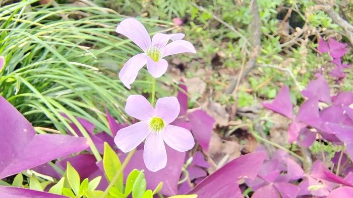 小花也可爱 紫叶酢浆草欣赏