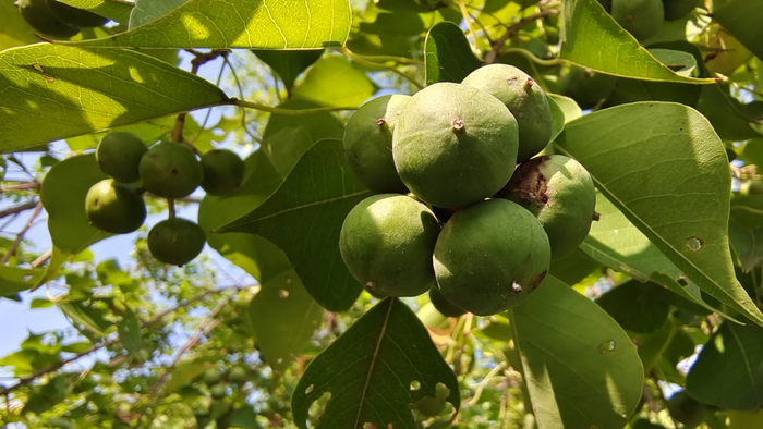 植物果实欣赏:乌桕果实