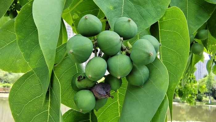 植物果实欣赏:乌桕果实