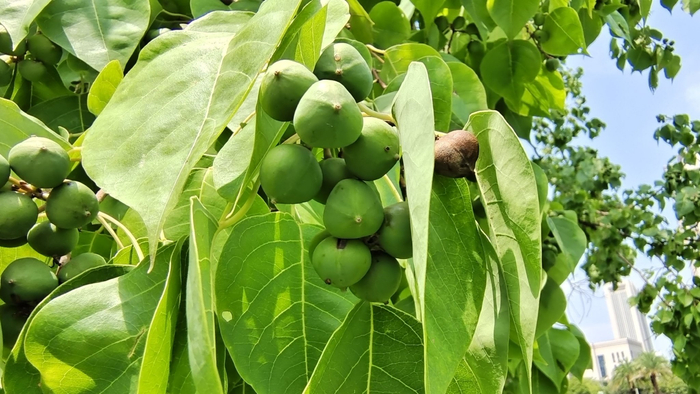 植物果实欣赏:乌桕果实