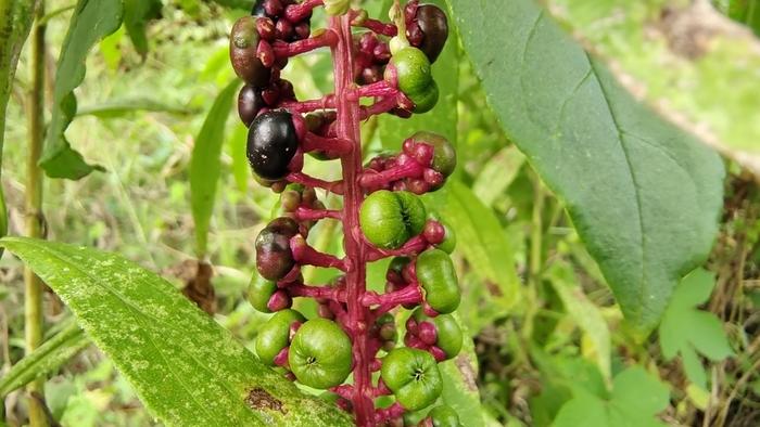 植物果实欣赏 垂序商陆果实