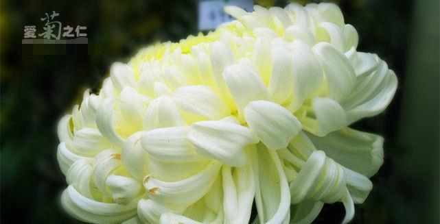 喜欢菊花，就养盆“菊中珍品”大光明，端庄秀丽，国色天香！