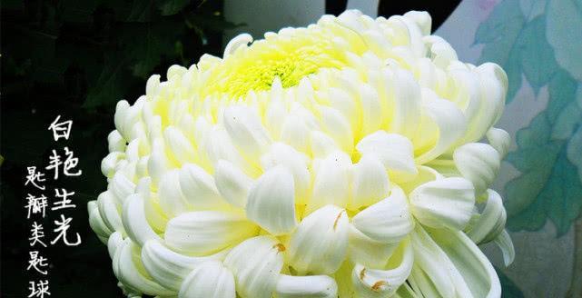 喜欢菊花，就养盆“菊中珍品”大光明，端庄秀丽，国色天香！