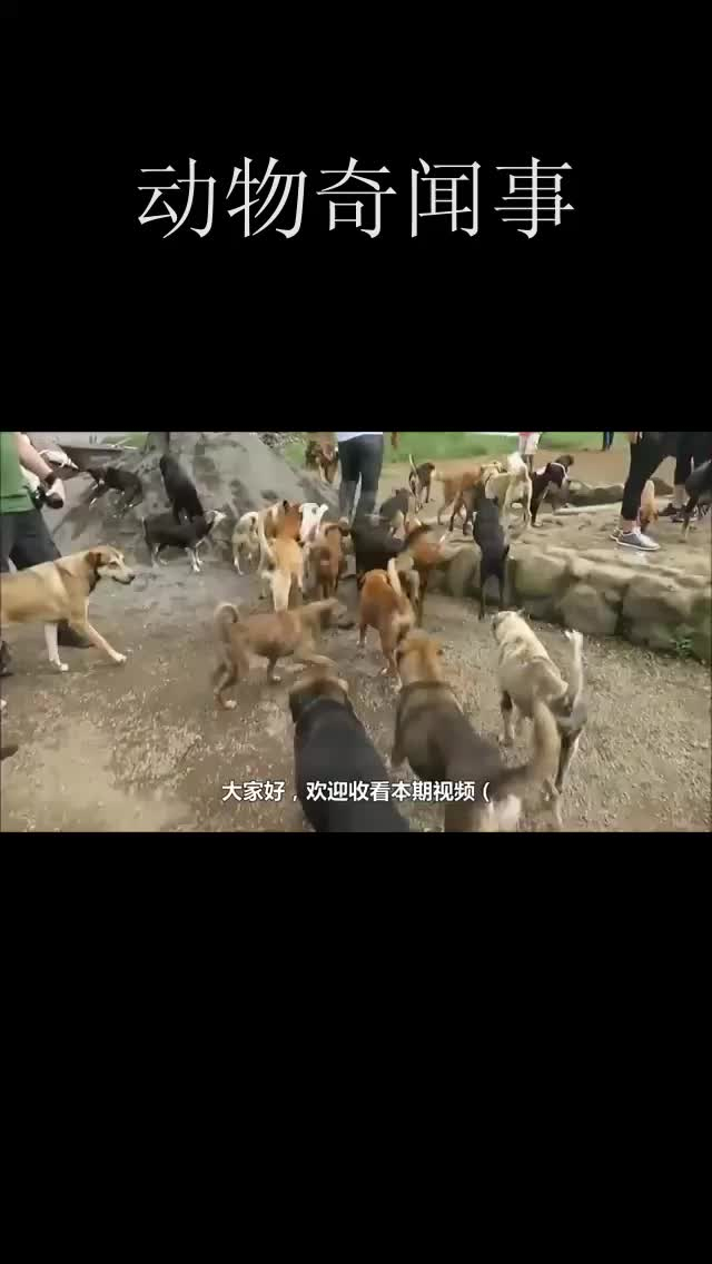 吉娃娃感觉不对劲跑回院子,镜头拍下狗狗被3条流浪狗叼走瞬间__财经